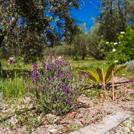 לינה וארוחת בוקר קוטרופיאנו Agriturismo Biologico Piccapane מראה חיצוני תמונה