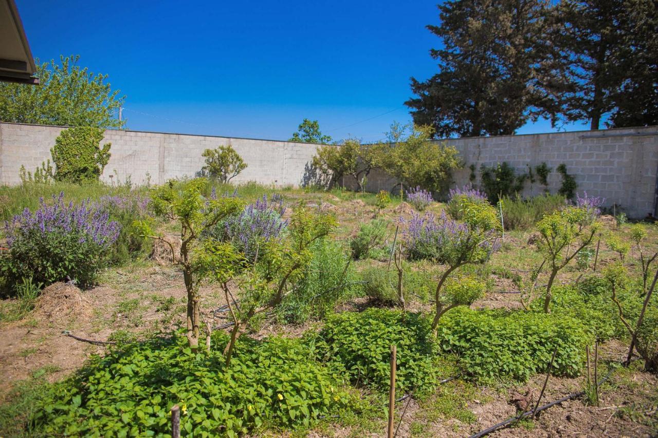 לינה וארוחת בוקר קוטרופיאנו Agriturismo Biologico Piccapane מראה חיצוני תמונה