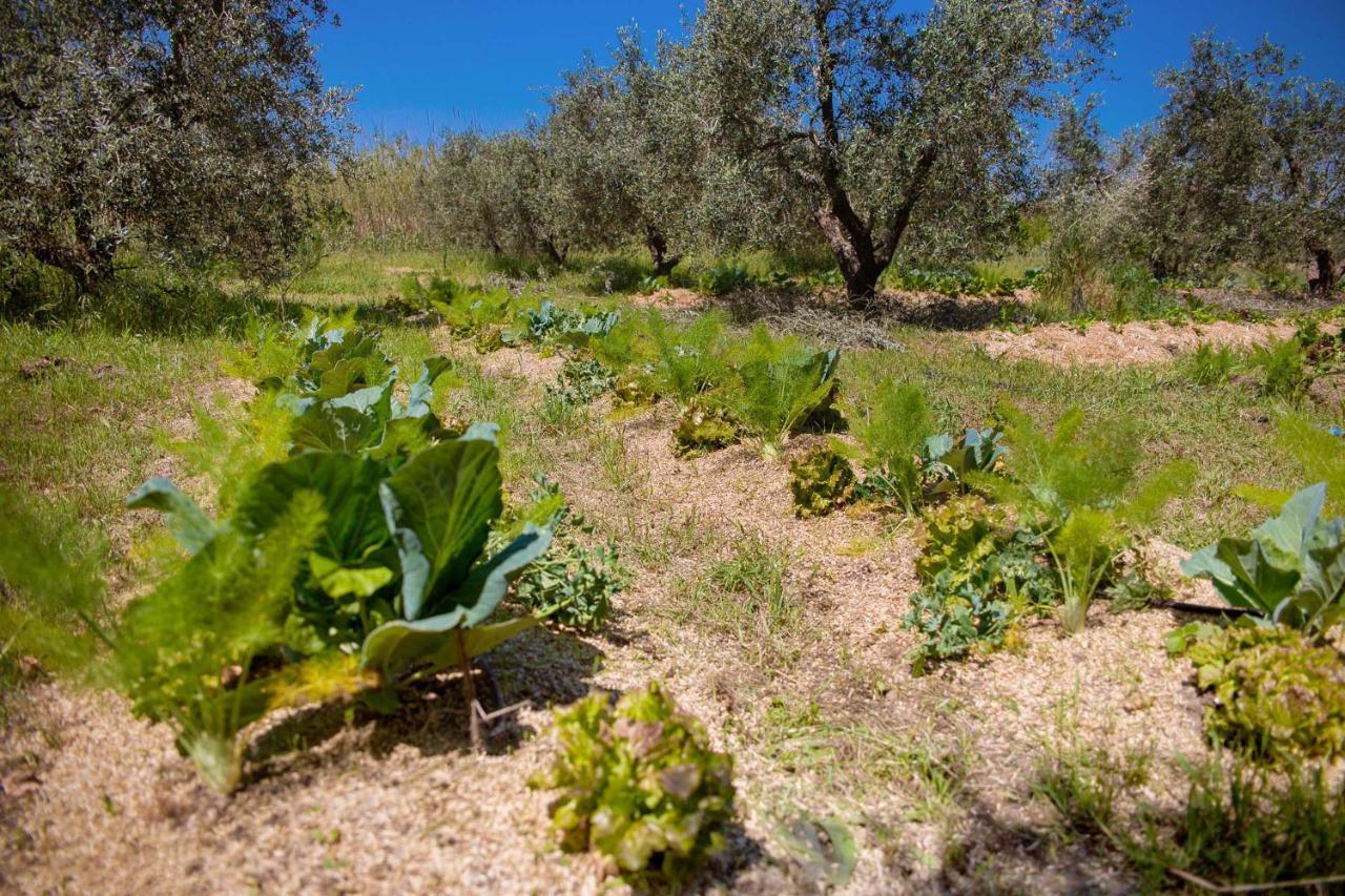 לינה וארוחת בוקר קוטרופיאנו Agriturismo Biologico Piccapane מראה חיצוני תמונה
