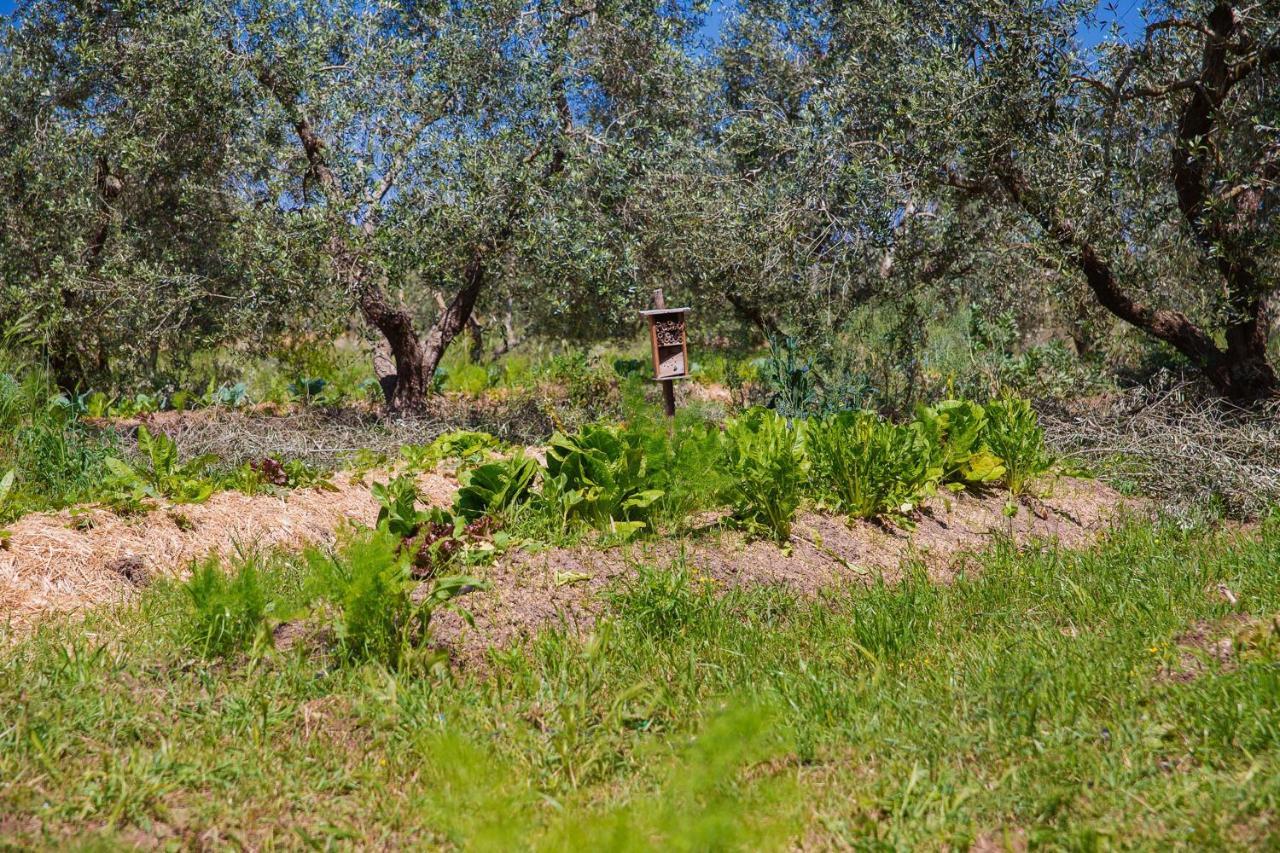 לינה וארוחת בוקר קוטרופיאנו Agriturismo Biologico Piccapane מראה חיצוני תמונה